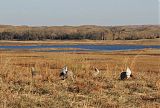 Sharp-tailed Grouse